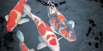 下水道を見ただけできれいさがわかる? 日本は「異常なほどきれいな国」=中国メディア