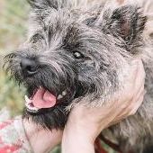 褒めて育てる!犬の飼い方のコツ5つ