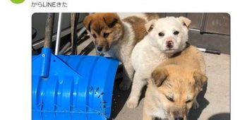 母「玄関に見知らぬ犬が3匹いた」 ほっこりエピソードがTwitterで話題に 「これも何かの縁」