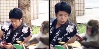 外国人「え？！日本人って猿と会話できんの？！」スマホを見て仲良く休憩する猿と人のあまりにも自然なコミュニケーションに驚きの声！