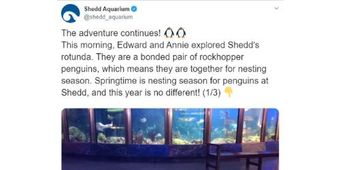 新型コロナウイルスで閉鎖になって人間が来なくなったからね 普段は見られる側のペンギンが見る側に