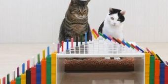 ネコが次々と連鎖を起こすドミノにナイスアシストを決めるかわいらしいムービーが公開中
