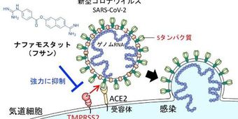 東大、新型コロナウイルスの細胞との融合を阻止できる既存薬剤を同定