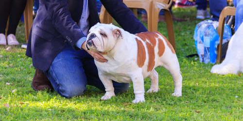 ブルドッグってどんな犬 歴史やカラダの特徴について グノシー