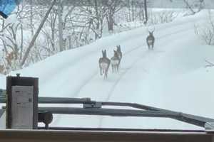 北海道で撮影された「スケールの大きい」動画が話題 線路上を鹿が先導...？