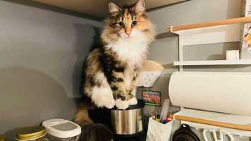 コーヒーメーカーに降臨？朝のキッチンに宿る猫精霊