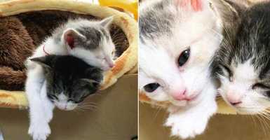 【はじめてのお布団♪】保健所から保護された2匹の子猫。はじめて味わう温もりに胸熱...。