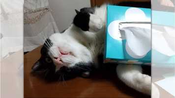 「これは絶対渡さないニャー！」ティッシュ箱の守護神と化した猫さん