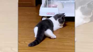 【動画】こんなに足短かった...？ブリ子猫のうしろ姿が破壊的な可愛さ