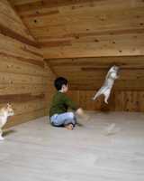 屋根裏で子どもと猫が行う謎の儀式......シュールな光景に吹き出す人続出