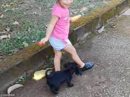 なんて賢い子犬...小さな女の子から飴玉を奪い取る(動画)