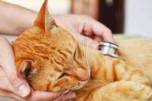 猫の危険な『下痢』の種類と考えられる原因5つ