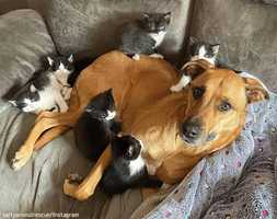 保護母猫が7匹の子猫を出産。熱心に子育てを手伝ってくれる里親宅の飼い犬