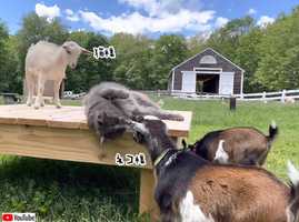動物たちから崇拝されるヤギ牧場の3匹の猫たち