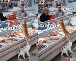 一方トルコでは、肉屋の店員が猫に肉をあげたくて順番待ち