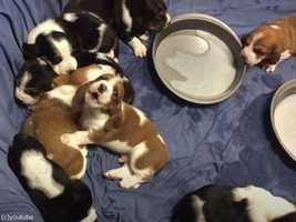 バセットハウンドの子犬たちが初めての離乳食で遠吠え&スヤスヤ(動画)