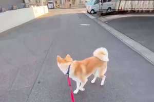 一点を見つめながら、後ろ向きで歩き出す秋田犬。その理由が忠犬ならではの理由でキュンとしちゃう♪