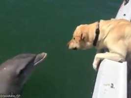「釣りをしてたら犬がイルカに話しかけた...」→イルカも近づいて海面から顔を出す(動画)