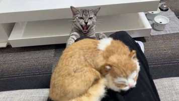 猫のぬいぐるみに嫉妬する猫 シャーと威嚇して猛抗議「仲良くしニャいで！」