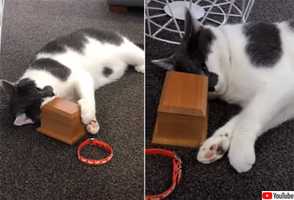 親友を失った猫、遺灰の入った箱に顔をすり寄せる