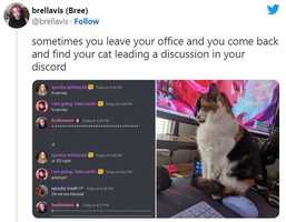 オフィスに戻ったら愛猫がDiscordに参加していた 「猫だって色々と言いたいことがあるんだよ」「私もパーシーとチャットしたい」