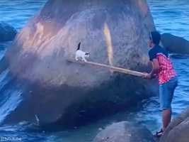 海岸の岩に取り残された子猫...木材を使って救出したらまさかの展開に(動画)