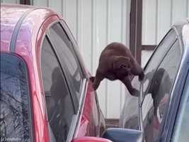意味不明だけど器用な猫...車2台に足をかけながら移動する(動画)