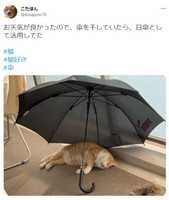 ベランダで傘を干してたら猫が......！写真ツイートに「お利口さん」「トトロみたい」の声