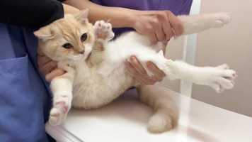 人気YouTuberもちまる日記の猫動画に獣医師が怒り「許し難い」病院で暴れる飼い猫撮影し物議