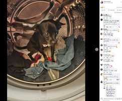 “親友”を亡くした犬、ひとりぼっちになり飼い主の匂いがする洗濯機に潜り込む