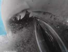 イタチザメにカメラを食べられそうになった結果、口の内部がまるわかり！