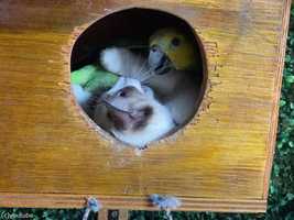 巣箱に入り込んだ子猫とインコがめちゃくちゃ仲良しなとき(動画)