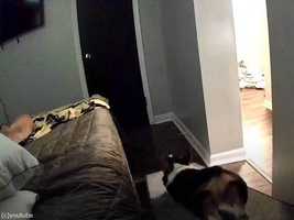 コーギー犬のためにベッド横にスロープを設置したら...すべり台になってた！