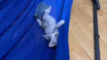 【天才!?】ハンモックの中で遊ぶ子猫さん、”永久機関”を大発明 - 「可愛い」「ノーベル平和賞!」
