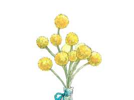 【6月10日の花】クラスペディア ドライフラワーになる球状の可愛い花