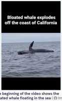 海に浮かぶクジラの死骸、体内のメタンガスにより大爆発を起こす(米)＜動画あり＞