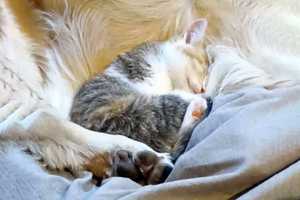 真夜中に用水路で鳴いていた子猫。保護主さん宅のワンコのお腹で安心して眠る姿に...心温まる( ́;ω;`)