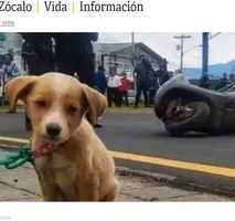 バイク事故で亡くなった飼い主のそばで震える子犬、その表情に涙(グアテマラ)＜動画あり＞
